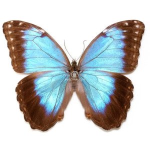 MORPHO HELENOR MONTEZUMA 